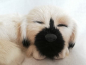 Preview: Liegender Hund aus Echtfell