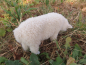 Mobile Preview: Fressendes Schaf hell aus Echtfell zu 30 cm-Figuren