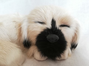 Liegender Hund aus Echtfell