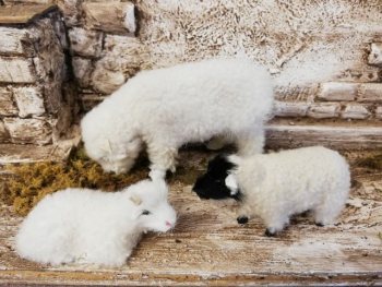Fressendes Schaf hell aus Echtfell zu 30 cm-Figuren