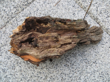 Kompakte Wurzel 30cm lang