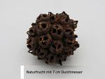 Naturfrucht als Busch